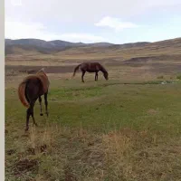 اسب|اسب و تجهیزات اسب‌سواری|ارومیه, |دیوار
