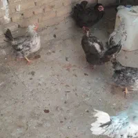 مرغ تخم گذار