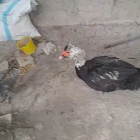 اردک اسرائیلی سالم و سرحال  معاوض بامرغ یا خروسغ