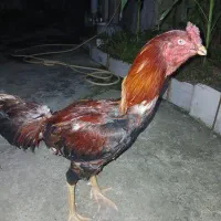 خروس‌مرغ