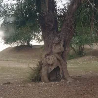 بهترین جاهوای خنک زمین ،باغ ،ویلا .۱هکتار و نیم