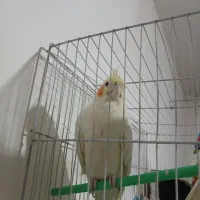 ماده
