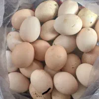 تخمه مرغ محلی