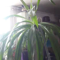 گل موز ۱۰ ساله