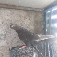 کبوتر بهبهانی