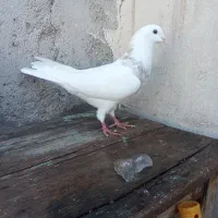 ساری کلفه سرول