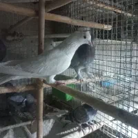 ۷ کبوتر گرفتنی