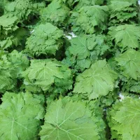برگ دلمه تازه