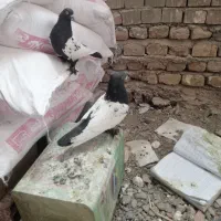 سینه سیاه نرماده