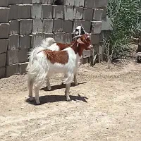 دوتا چپش نری دوقلو