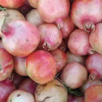 فروش انار درجه یک.