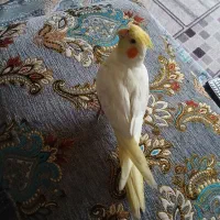 یگ عدد عروس هلندی سوخنگو