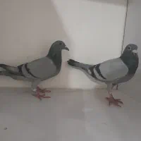 کبوتر
