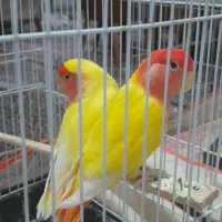 جفت‌ کتوله بالغ با قفس کاسکویی برای جوجه کشی