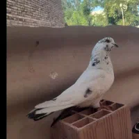 کبوتر|پرنده|خوی, |دیوار