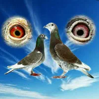 کبوتر پلاکی مسافتی المانی شهرستانی