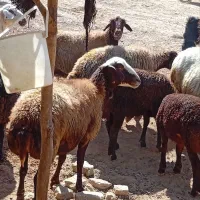 میش میش