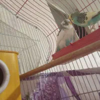 یک جفت مرغ عشق سالم و خوش رنگ