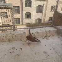 کفتر ۳تا پلاکی‌.  چادری. طوقی. گرفتنی شهرری