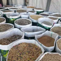 دانه کفتر مرغ پرنده عمده فقط کیسه ای