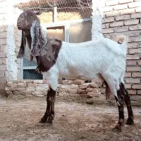 بز پاکستانی درجه یک