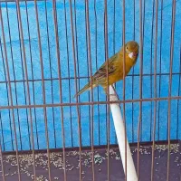 جفت قناری سبز نروماده