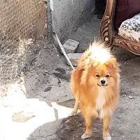 واگزاری سگ پامراین روباهی