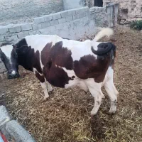 گاو|حیوانات مزرعه|جغتای, |دیوار
