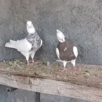 طوقی .تهرانی کله دمبی . پلاکی