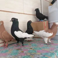 کفتر5عدد سینه سیاه یالدار نر  جفت سیاه دم سفید