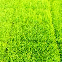 توم بجار شیرودی