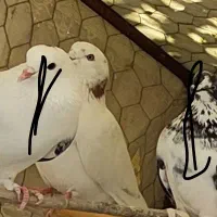 کفتر|پرنده|اسلامآباد غرب, |دیوار
