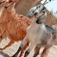 دو کهره نر