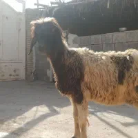 فروش میش سالم