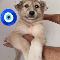 توله افغان خراسانی