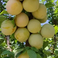 آلو زرد تازه چین شیرین ورسیده زیر قیمت بازار