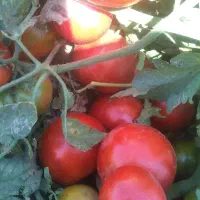 گوجه|خوردنی و آشامیدنی|میاندوآب, |دیوار