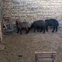 بره قوچ همو