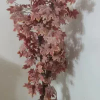 درختچه تزیینی پاییزی