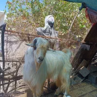 پازن دورگ