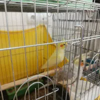عروس هلندی ماده
