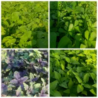 سبزی خوردنی کلدوزخ ایذه