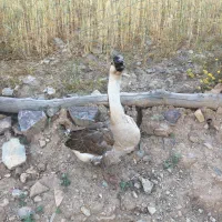 قو غاز نر افریقایی گردن ماری