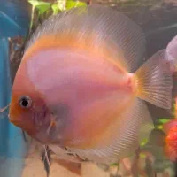 وایت باترفلای