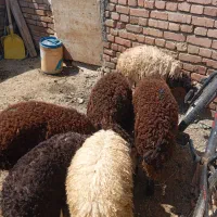 فروش بره