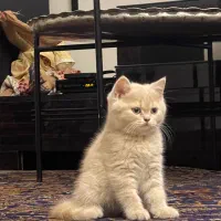 بچه گربه بریتیش دو ماهه