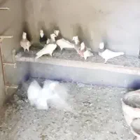 فروش کبوتر