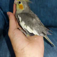 جوجه عروس هلندی خاکستری سرلاکی
