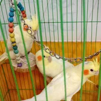 عروس هلندی