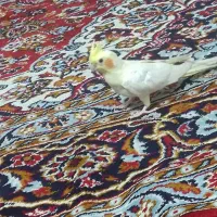 عروس هلندی نر سالم به قیمت 12000000